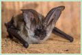 10 Crazy Facts About Bats